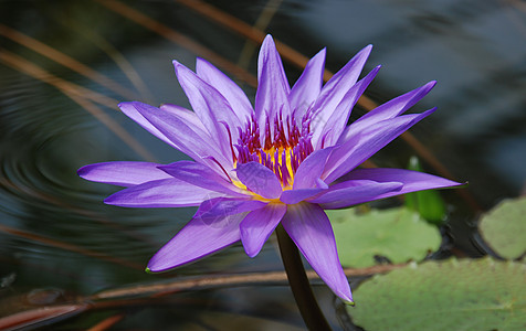 利里水紫色植被植物群软垫生活池塘植物美丽树叶生物学图片