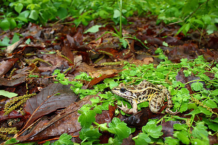 拉纳湿地动物两栖野生动物林蛙树木环境生物学眼睛青蛙图片