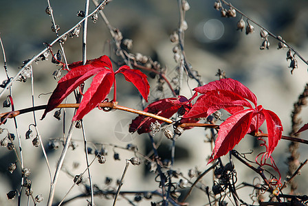 红秋秋花园植被树叶季节植物红色公园叶子灰色季节性图片