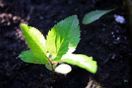 苹果树季节植物群草地宏观格柏植物植物学花瓣紫色花园图片