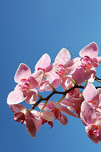 天空中的兰花异国按摩美丽温泉花束植物放松治疗花瓣热带图片