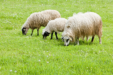 波斯尼亚和黑塞哥维纳草原上的绵羊家畜草食性草地农村食草动物群外观动物学农场羊肉图片