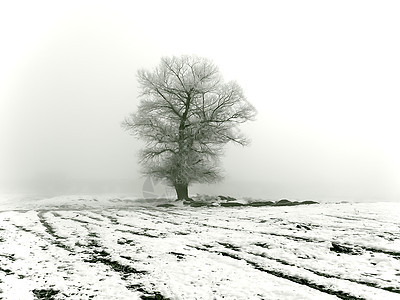 冬树冻结白色水晶季节阴影季节性图片