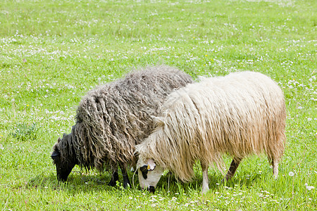 波斯尼亚和黑塞哥维纳草原上的绵羊畜牧业动物农村哺乳动物草食性草地牧草外观动物群农场图片