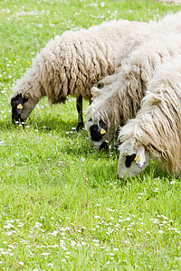 波斯尼亚和黑塞哥维纳草原上的绵羊国家哺乳动物外观牧草农场草食性动物学乡村食草畜牧业图片