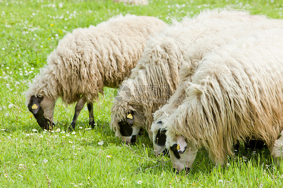 波斯尼亚和黑塞哥维纳草原上的绵羊乡村草地动物学动物食草外观农场农村家畜畜牧业图片