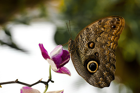 卡利戈蝴蝶 仰赖着兰花白和紫背面图片