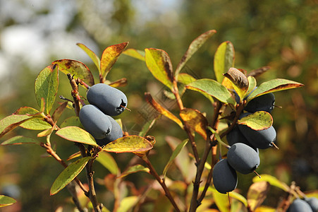 秋天比尔贝利美食荒野浆果宏观沼泽木头植物蓝色食物饮食图片