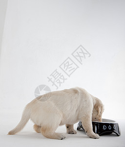 金色的猎犬在碗里宠物幼崽哺乳动物动物学动物小动物犬种家畜品种小狗图片