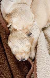 金色采金器的沉睡小狗睡眠小动物幼兽动物宠物犬种内饰说谎幼崽哺乳动物图片