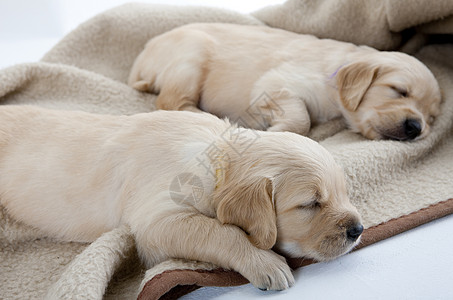 金色采金器的沉睡小狗动物家畜幼崽动物群幼兽哺乳动物品种动物学宠物猎犬图片