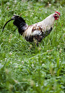 鸡 剪纸牧场养鸡动物棕色兽头家畜草地农业风光家禽农场田园背景