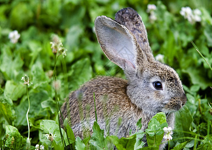 奶牛吃草吃草的兔子野兔乐趣宝宝幸福宠物柔软度家庭生活家畜毛皮美术背景