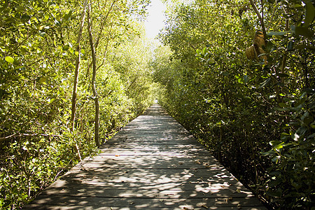 木环桥国家花园公园植物危险森林木板踪迹木头树木图片