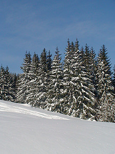 冬木山脉胜地滑雪休息松林空地白色天空蓝色背景图片