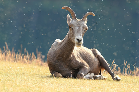 贾斯珀国家公园哺乳动物草地高山反刍动物国际母羊女性牛角图片