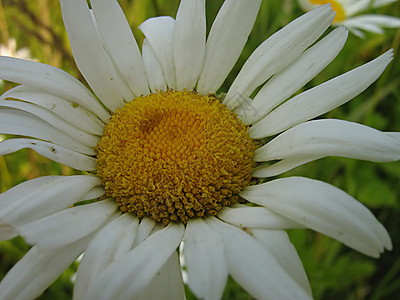 白花乡村植物群国家季节季节性绿色农村植物花粉花园图片