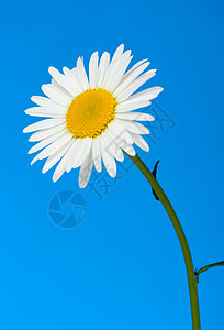 Camomilile 咖啡黄色天空宏观白色活力洋甘菊植物群蓝色甘菊植物图片
