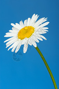 含露水的甘油洋甘菊雏菊蓝色草本植物白色植物活力宏观美丽黄色图片
