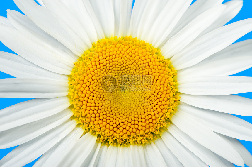 Camomilile 咖啡黄色草本植物美丽宏观雏菊洋甘菊甘菊植物群天空蓝色图片