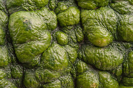 绿南瓜的背景工作室葫芦生态水平摄影季节绿色水果食物宏观背景图片