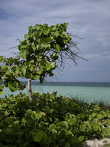 以海洋的树木盟誓海岸热带旅行气候情调异国运输假期旅游蓝色图片