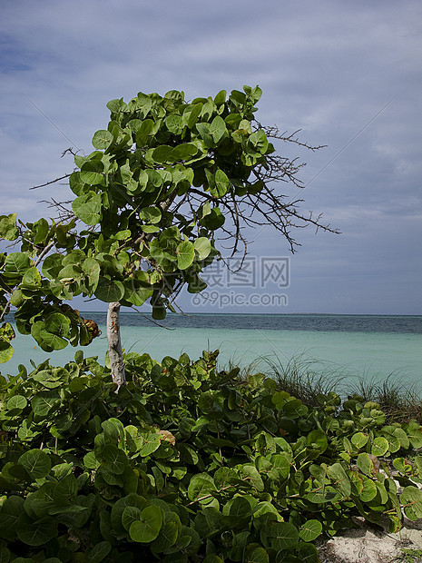 以海洋的树木盟誓海岸热带旅行气候情调异国运输假期旅游蓝色图片