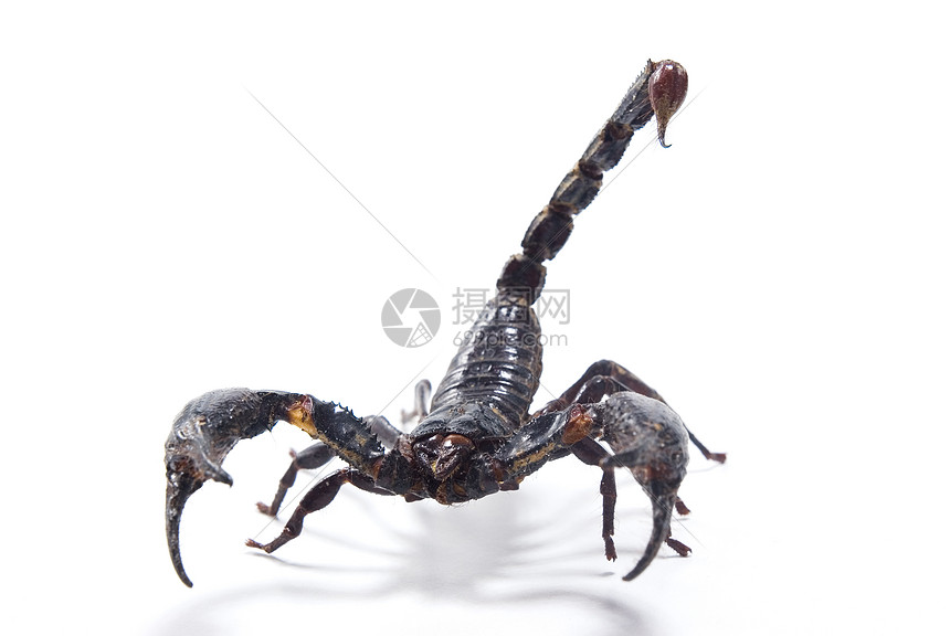 蝎子斗争敬畏生物体生存尾巴警告打猎热带生物图片