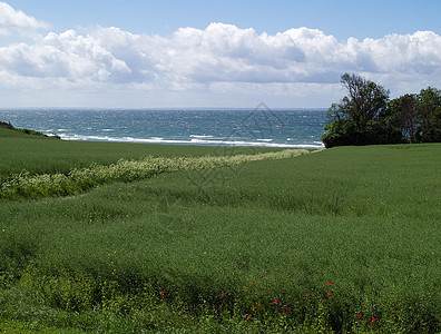 春夏夏绿田海背面场地晴天草原地平线海洋草地太阳蓝色天气植物群图片