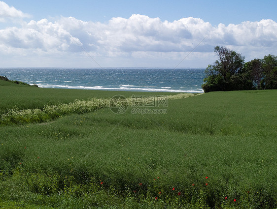 春夏夏绿田海背面场地晴天草原地平线海洋草地太阳蓝色天气植物群图片