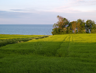 夏季绿田海背面生长农场太阳农村天空国家植物群土地海洋草原图片
