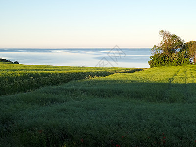 夏季绿田海背面土地草原天气牧场国家场地生长地平线天空植物群图片