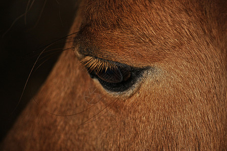 小马眼动物眼睛趣味黑色棕色睫毛背景图片