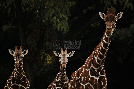 三头长颈鹿住在公园里斑点绿色眼睛脖子棕色团队耳朵图片