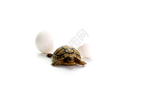 小乌龟动物学甲壳爬行动物速度生物宠物动物生物学耐力棕色图片