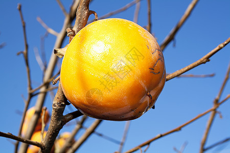 Persimmon 双环西蒙食物橙子热带农业季节性甜点柿子植物水果图片