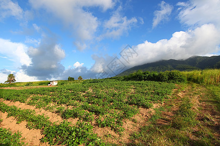 圣基茨油田天空栖息地叶子天堂植物群甘蔗场地农业风景图片