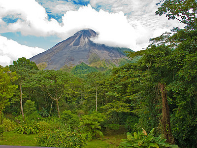 丛林景观火山叶子图片