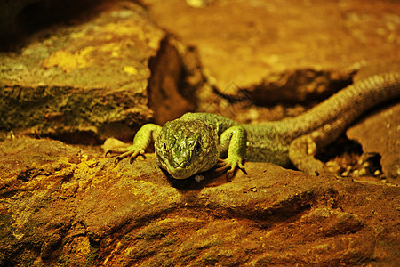 绿蜥蜴爬虫石头绿色皮肤鼻子别针眼睛尾巴背景图片