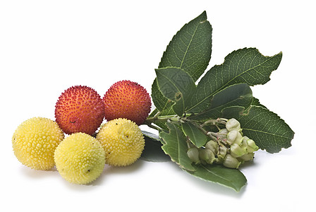 阿布图斯水果花朵衬套森林红色杨梅树叶珠子黄色浆果荒野图片