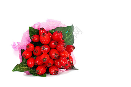 玫瑰臀部白色红色植物绿色水果食物草本医疗荒野叶子图片