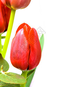 红色郁金图花瓣粉色郁金香叶子绿色植物学植物紫色花束图片