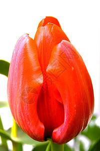 红色郁金图花束叶子花瓣绿色粉色植物学植物郁金香紫色背景图片