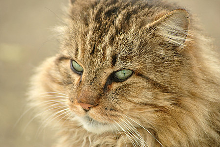 灰猫眼睛灰色哺乳动物猫科宠物动物图片