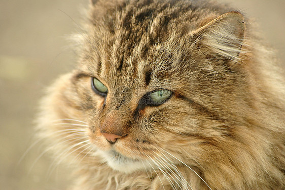 灰猫眼睛灰色哺乳动物猫科宠物动物图片