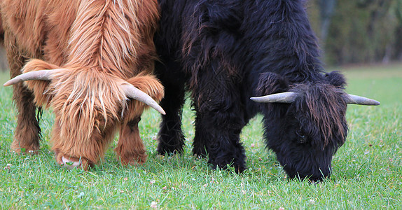 两头牛吃草的肖像图片