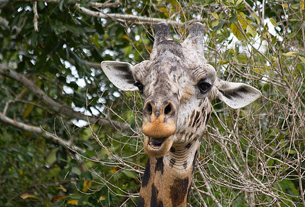 非洲长颈鹿哺乳动物公园棕色旅游风景地形旅行野生动物脖子图片