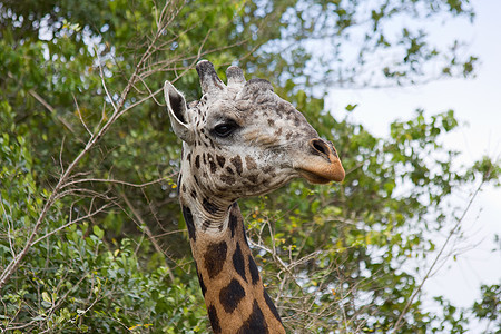 非洲长颈鹿旅游脖子旅行公园哺乳动物野生动物风景棕色地形图片