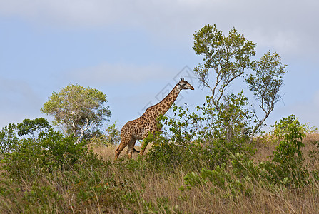 非洲长颈鹿脖子棕色哺乳动物地形旅行公园野生动物旅游风景图片