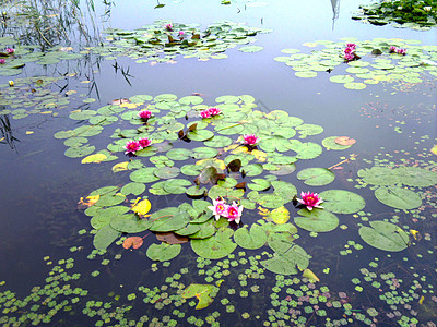 池塘柳树浮萍睡莲荷花图片